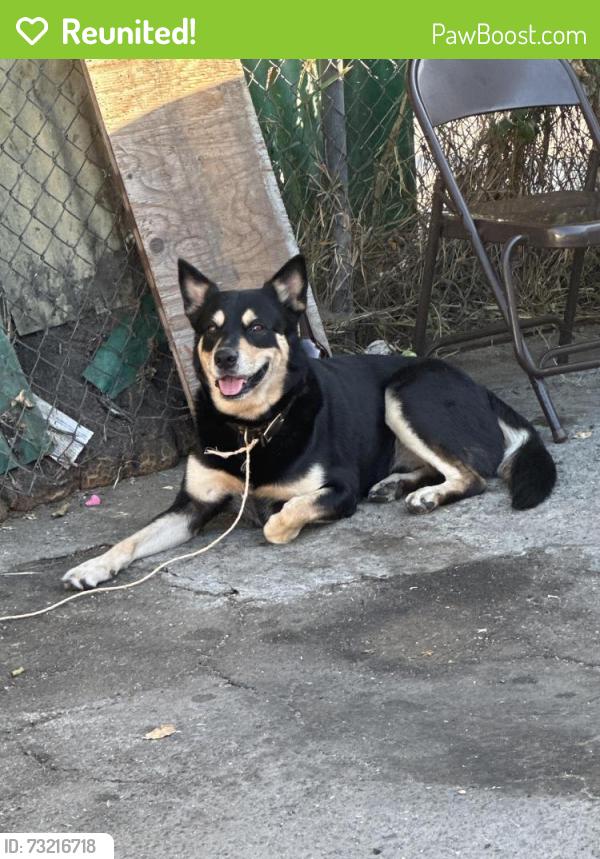 Reunited Male Dog last seen Pico and Hoover street, Los Angeles, CA 90006