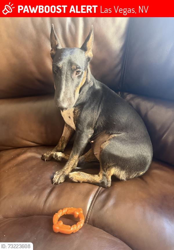 Lost Female Dog last seen Hollywood and washington, Las Vegas, NV 89110