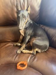 Lost Female Dog last seen Hollywood and washington, Las Vegas, NV 89110