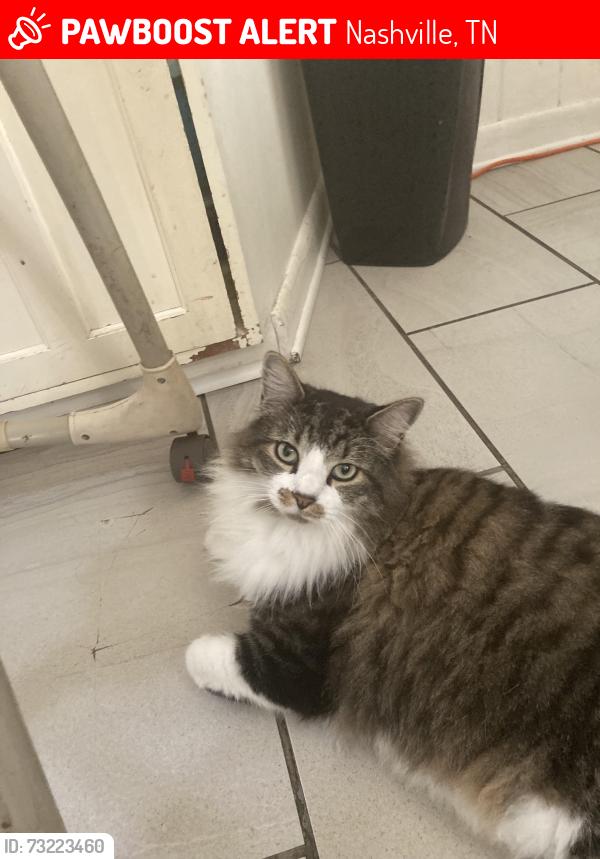 Lost Male Cat last seen Elm hill pike donelson pike Perry heights, Nashville, TN 37214