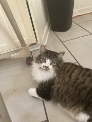 Lost Male Cat last seen Elm hill pike donelson pike Perry heights, Nashville, TN 37214