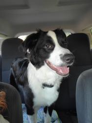 Found/Stray Male Dog last seen Parsons Ave and East Main St, Columbus, OH 43205