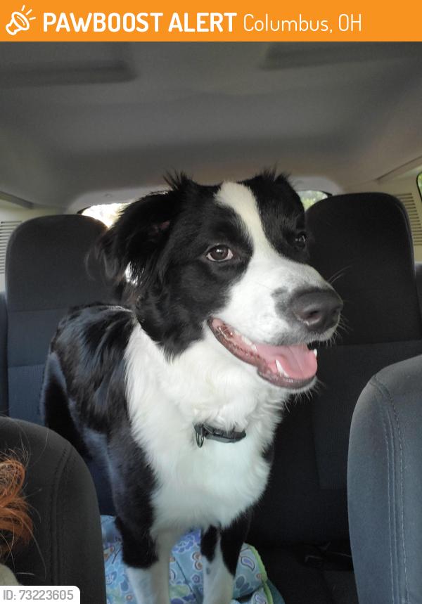 Found/Stray Male Dog last seen Parsons Ave and East Main St, Columbus, OH 43205