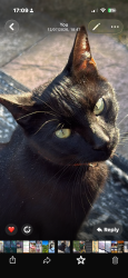 Reunited Male Cat last seen schrieber road, Suffolk, England IP4 4NP
