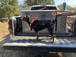 Lost Female Dog last seen Whippoorwill rd story ark, Montgomery County, AR 71970