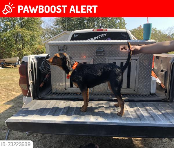 Lost Female Dog last seen Whippoorwill rd story ark, Montgomery County, AR 71970
