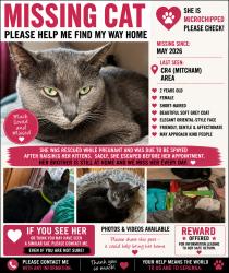 Lost Female Cat last seen CR4, Greater London, England CR4