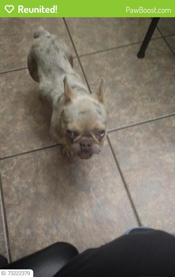 Reunited Unknown Dog last seen Lake park west neighbor, Grand Prairie, TX 75052