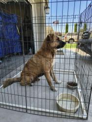 Found/Stray Male Dog last seen Camino de madera and Bishop, Jurupa Valley, CA 91752
