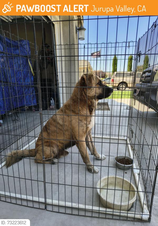 Found/Stray Male Dog last seen Camino de madera and Bishop, Jurupa Valley, CA 91752