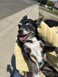 Reunited Female Dog last seen In the neighborhood, Sacramento, CA 95823