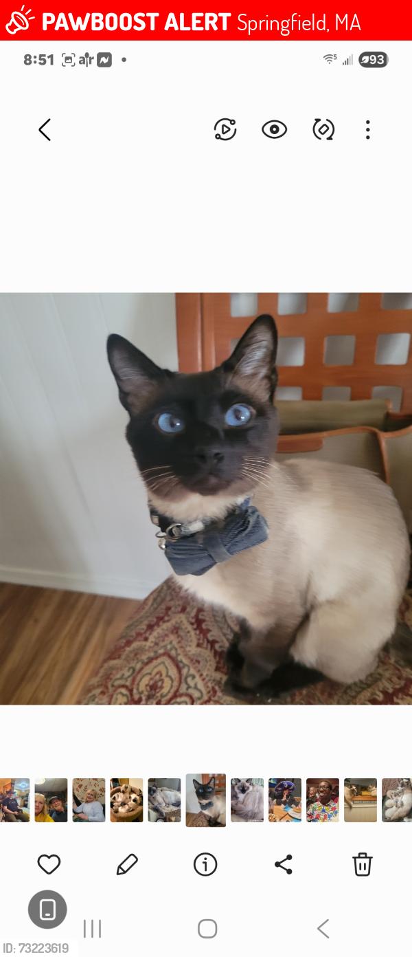 Lost Male Cat last seen Page blvd, Springfield, MA 01104