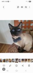 Lost Male Cat last seen Page blvd, Springfield, MA 01104