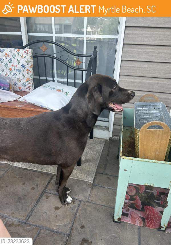 Found/Stray Female Dog last seen Burcale, Myrtle Beach, SC 29579