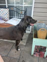 Found/Stray Female Dog last seen Burcale, Myrtle Beach, SC 29579