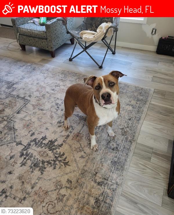 Lost Male Dog last seen Clearwater rd, Mossy Head, FL 32433