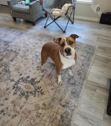 Lost Male Dog last seen Clearwater rd, Mossy Head, FL 32433