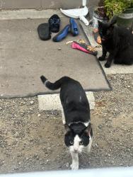 Found/Stray Male Cat last seen Placentia Ave x Wilson St , Costa Mesa CA, Costa Mesa, CA 92627
