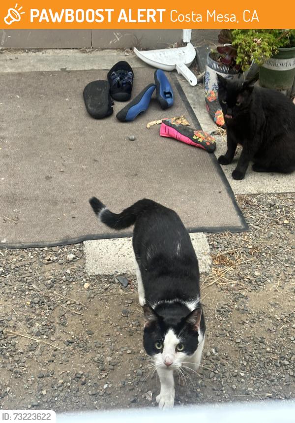 Found/Stray Male Cat last seen Placentia Ave x Wilson St , Costa Mesa CA, Costa Mesa, CA 92627