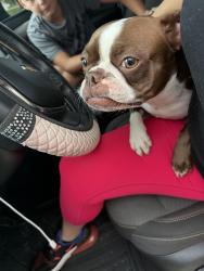 Reunited Female Dog last seen Glenwood and SW Summit, Port St. Lucie, FL 34984