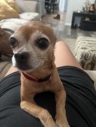 Lost Male Dog last seen 36th and Grant, Milwaukee, WI 53215