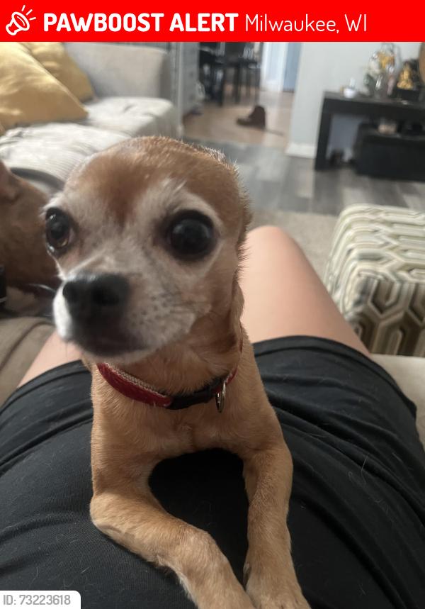 Lost Male Dog last seen 36th and Grant, Milwaukee, WI 53215