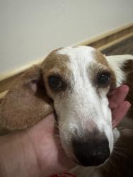 Found/Stray Female Dog last seen Unsure, Brierfield, AL 35035