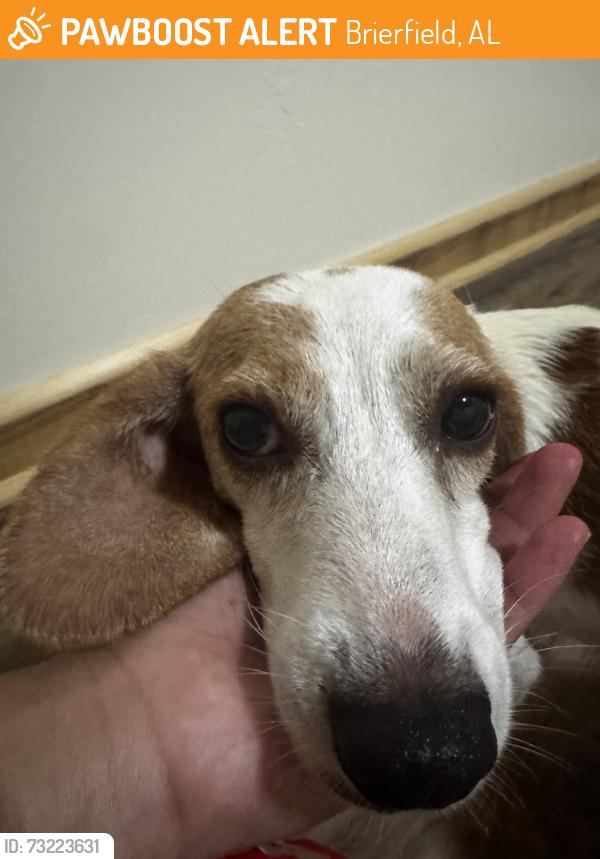 Found/Stray Female Dog last seen Unsure, Brierfield, AL 35035