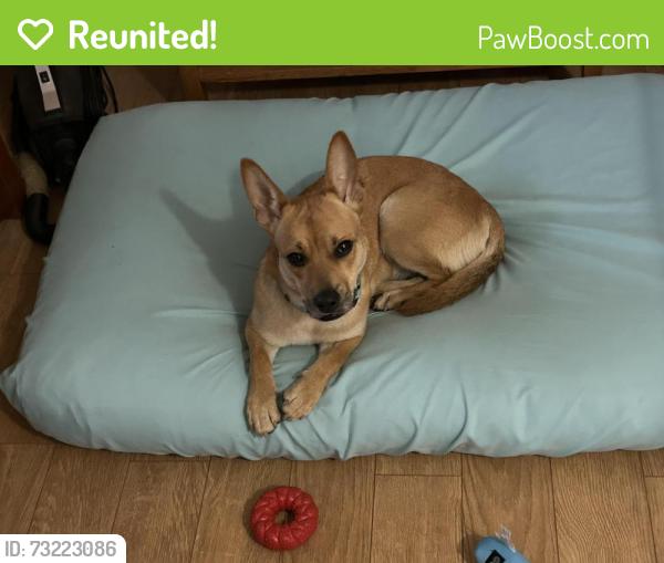Reunited Female Dog last seen Davisville & Byberry, Upper Moreland Township, PA 19040