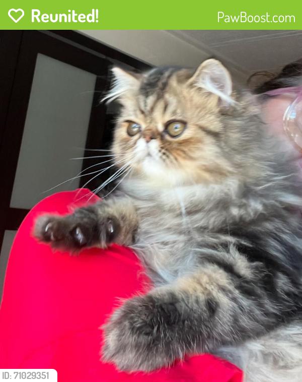 Reunited Male Cat last seen Coral cay plantation, Margate, FL 33063