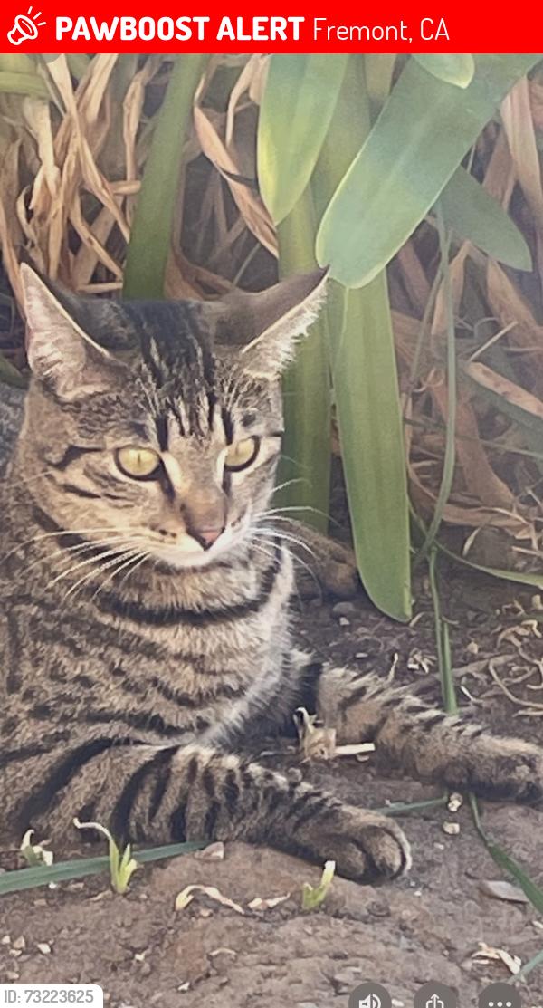 Lost Female Cat last seen Farewell st and Eggers Dr, Fremont, CA 94536
