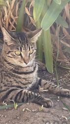 Lost Female Cat last seen Farewell st and Eggers Dr, Fremont, CA 94536