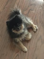 Found/Stray Unknown Dog last seen 21st and Tyler, Wichita, KS 67212