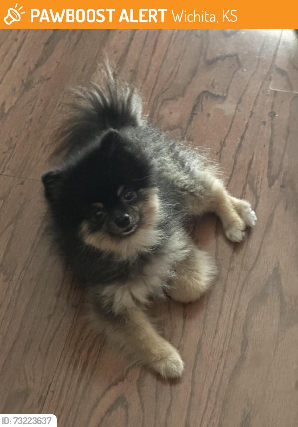 Found/Stray Unknown Dog last seen 21st and Tyler, Wichita, KS 67212