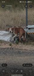 Reunited Male Dog last seen I70 and pecos, Thornton, CO 80221