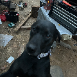 Lost Female Dog last seen Near elementary school, Afton, VA 22920