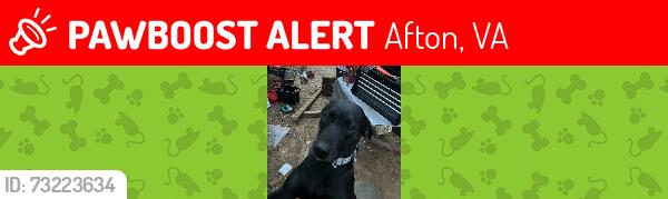 Lost Female Dog last seen Near elementary school, Afton, VA 22920