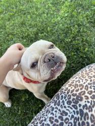 Lost Female Dog last seen La Paz drive, Victorville, CA 92395
