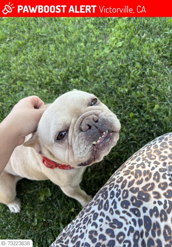Lost Female Dog last seen La Paz drive, Victorville, CA 92395