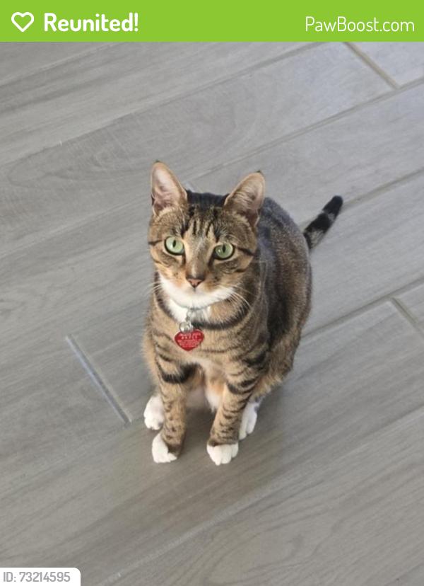 Reunited Male Cat last seen Skye Village and Eagle Canyon (woodlands skye canyon), Las Vegas, NV 89166