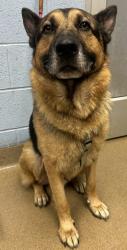 Shelter Stray Male Dog last seen Near North Peachtree Road, Atlanta 30341, 30341, GA, 3280 Chamblee Dunwoody Rd, Chamblee, GA 30341, USA
