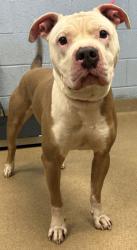 Shelter Stray Male Dog last seen Near Muirfield Dr, Stone Mountain, GA 30088, 30088, GA, 3280 Chamblee Dunwoody Rd, Chamblee, GA 30341, USA