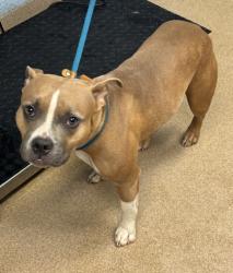 Shelter Stray Female Dog last seen Near Larkspur Terrace Decatur, GA 30032, 30032, GA, 3280 Chamblee Dunwoody Rd, Chamblee, GA 30341, USA