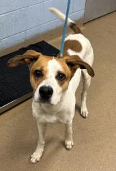 Shelter Stray Male Dog last seen Near ARBOR LINKS ROAD Lithonia, 30058, 30058, GA, 3280 Chamblee Dunwoody Rd, Chamblee, GA 30341, USA