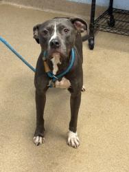 Shelter Stray Female Dog last seen Near PARRISH COURT, 30038, GA, 3280 Chamblee Dunwoody Rd, Chamblee, GA 30341, USA