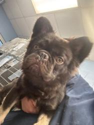 Shelter Stray Male Dog last seen Near Pleasantbrook Village Lane Atlanta, 30340, 30340, GA, 3280 Chamblee Dunwoody Rd, Chamblee, GA 30341, USA