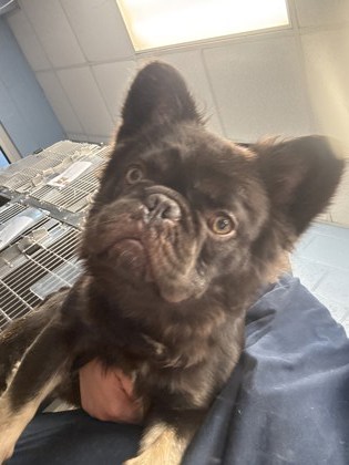 Shelter Stray Male Dog last seen Near Pleasantbrook Village Lane Atlanta, 30340, 30340, GA, 3280 Chamblee Dunwoody Rd, Chamblee, GA 30341, USA
