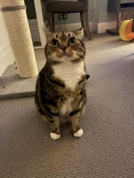Reunited Female Cat last seen Austin Drive, manchester, Greater Manchester, England 