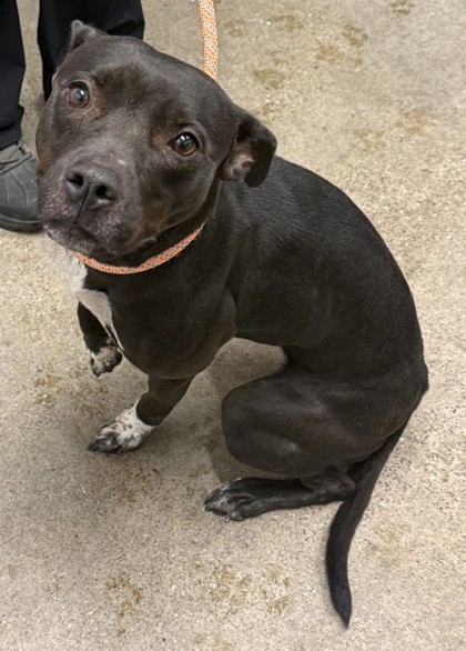 Shelter Stray Female Dog last seen Near Sebert, 4th District, OH, 9203 Detroit Ave, Cleveland, OH 44102, USA