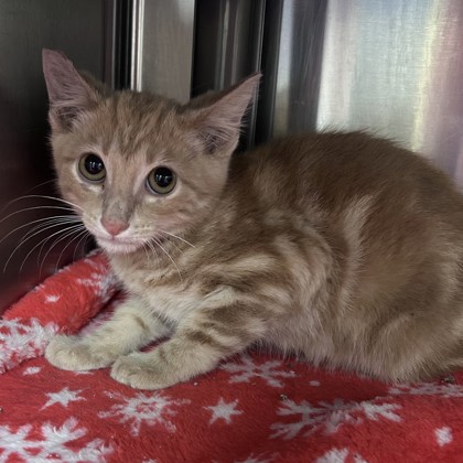 Shelter Stray Male Cat last seen Near Marshall Dr, Lenexa, KS, 5424 Antioch Dr, Merriam, KS 66202, USA